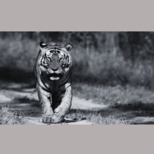 Madhya Pradesh & Chhattisgarh Companies Email Database